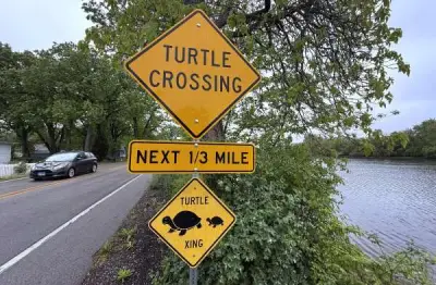 'Anything to raise awareness': Drivers asked to watch for turtles crossing roads