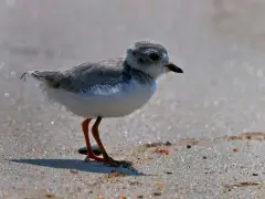 Watch out! The piping plovers are back
