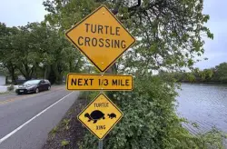 'Anything to raise awareness': Drivers asked to watch for turtles crossing roads